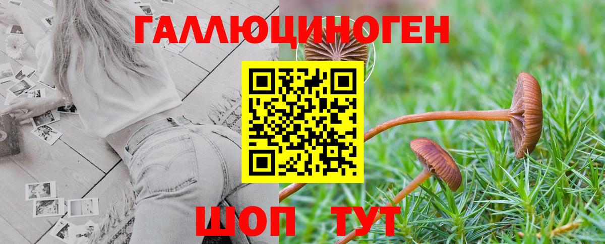Псилоцибиновые грибы Psilocybe Томск